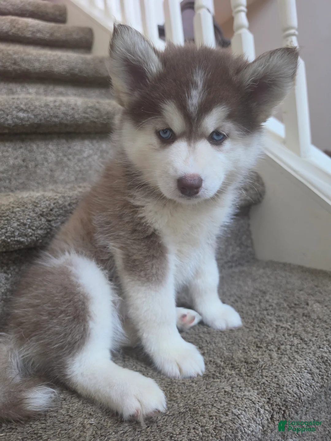 Pomsky dogs for sale: Piper - Ad 1