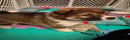 Shiba Inu dogs for sale: Touka  - Ad 16