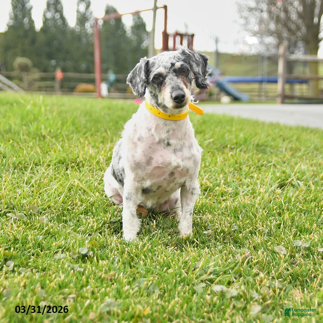 Miniature Poodle dogs for sale: Darcey - Ad 1