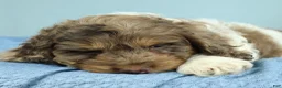 Cockapoo dogs for sale: Noah 🦕 - Ad 4