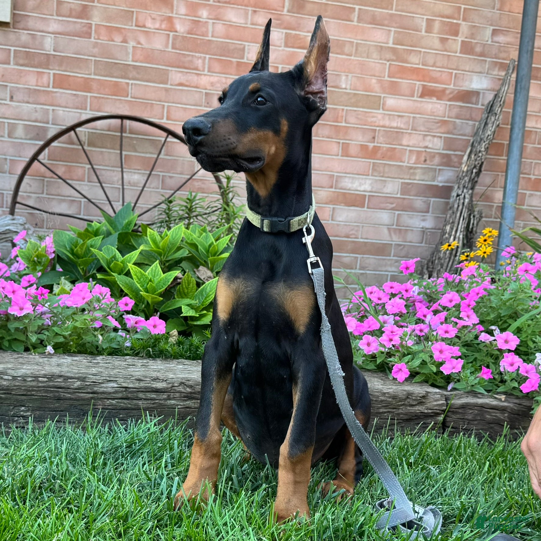 Doberman Pinscher dogs Zorro - Ad 1