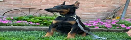 Doberman Pinscher dogs for sale: Zorro - Ad 4