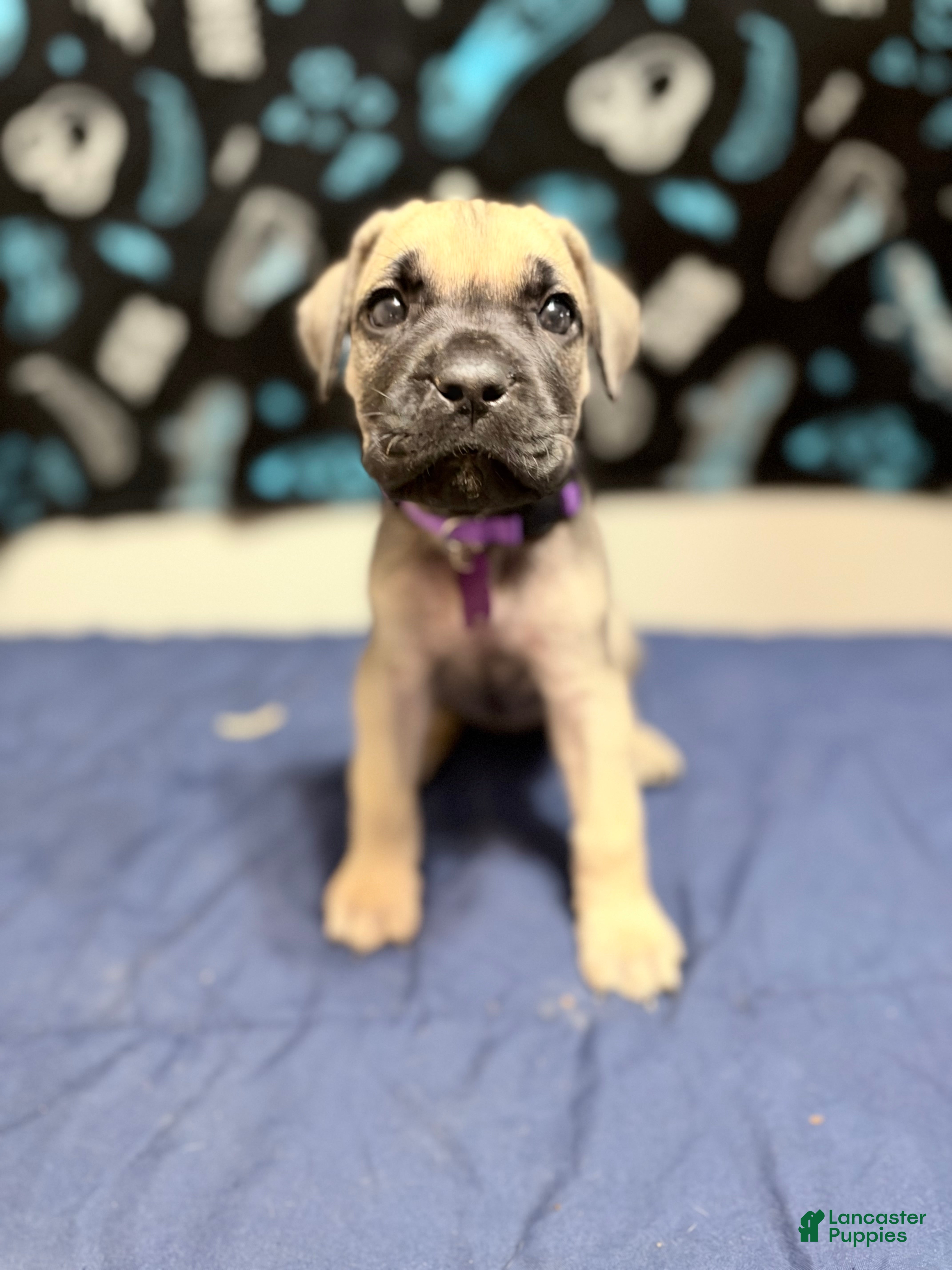 Cane Corso dogs elva-purple collar  - Ad 36