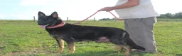 German Shepherd dogs for sale: Drake - Ad 7