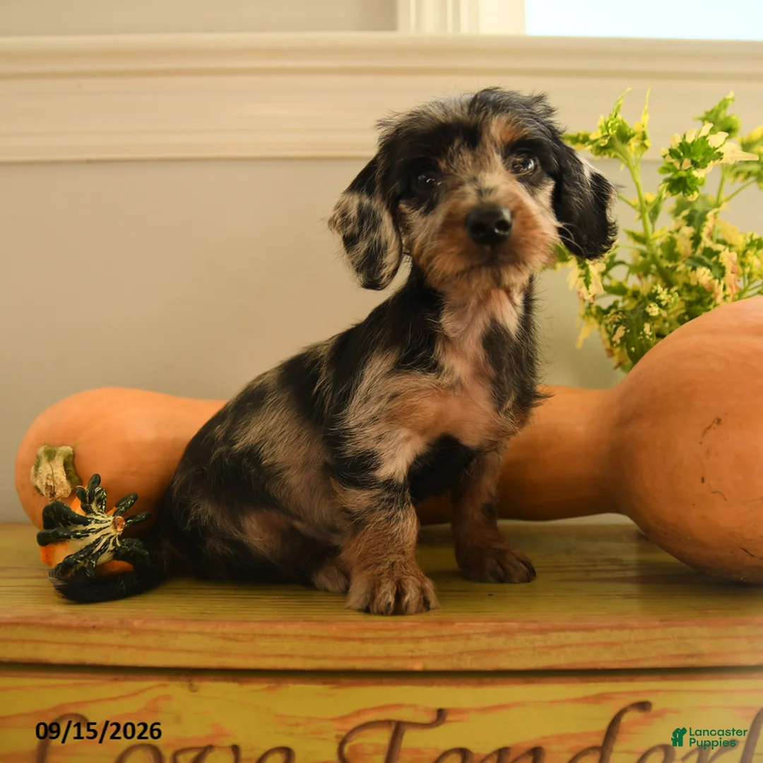 Doxiepoo dogs for sale: Autumn - Ad 2