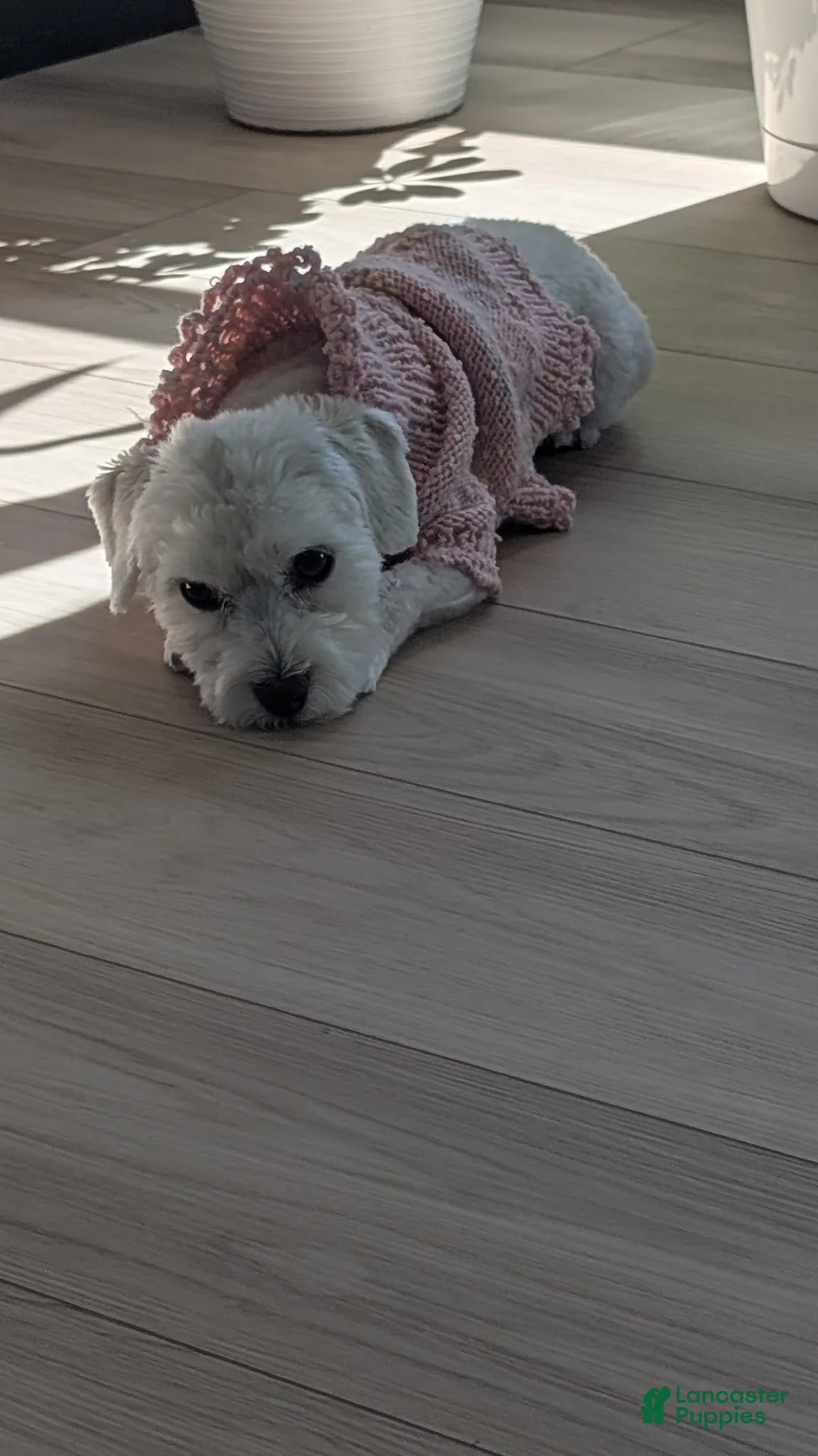 Havanese dogs for sale: Havanese Puppy 1 - Ad 2