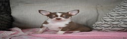 Chihuahua dogs for sale: Isabel - Ad 7