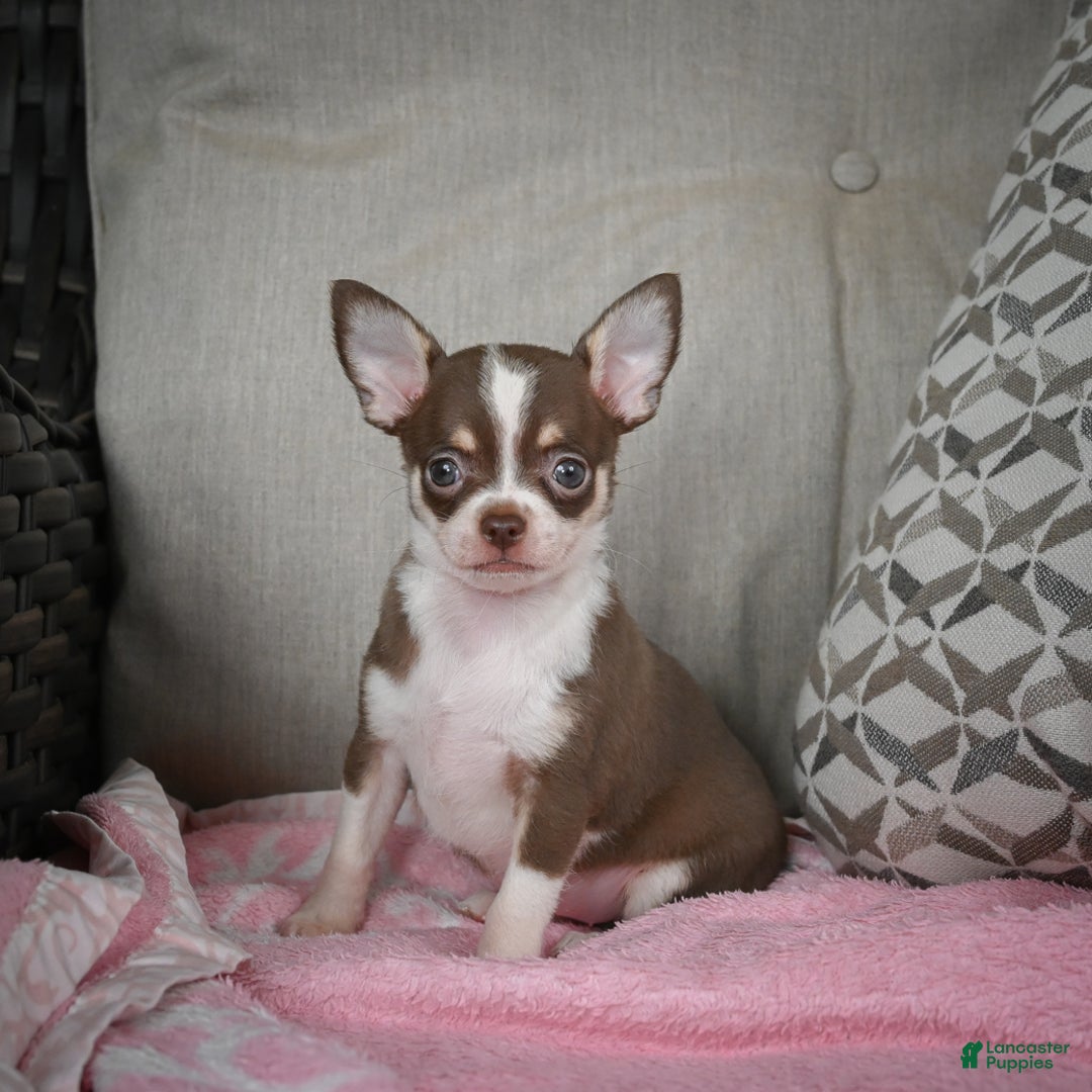 Chihuahua dogs for sale: Isabel - Ad 7
