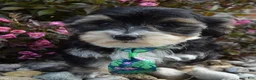 Yorkiepoo dogs for sale: Walter - Ad 14
