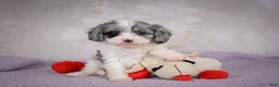 Cavapoo dogs for sale: Ruby - Ad 10