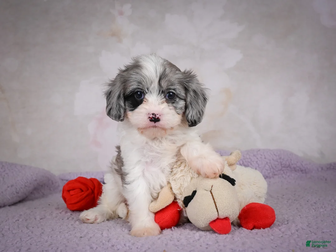 Cavapoo dogs for sale: Ruby - Ad 10