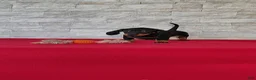 Miniature Dachshund dogs for sale: Tootsie - Ad 4