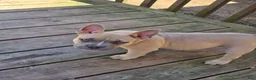 American Bully dogs for sale: Pixie - Ad 10
