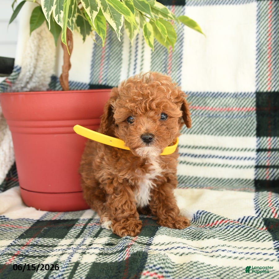 Toy Poodle dogs Rita - Ad 2