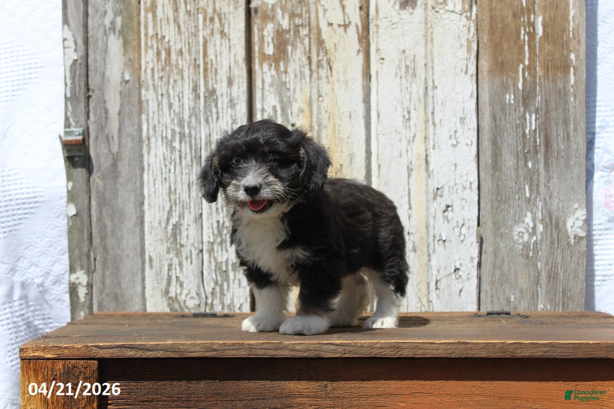 Corgipoo dogs Wilson - Ad 2