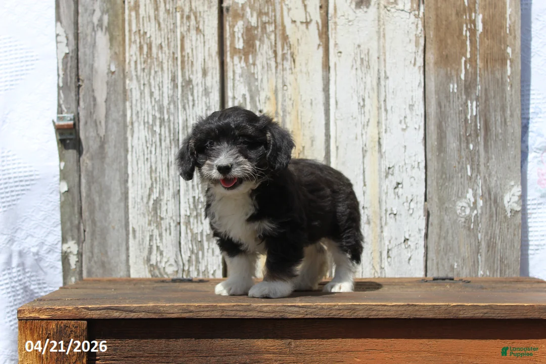 Corgipoo dogs for sale: Wilson - Ad 2