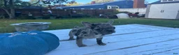 French Bulldog dogs for sale: Misti - Ad 3