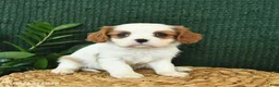 Cavalier King Charles Spaniel dogs for sale: Jewel  - Ad 1