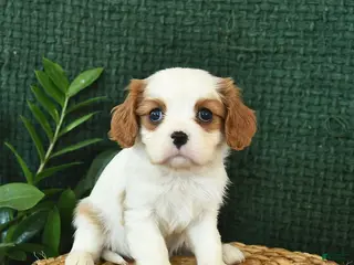 Cavalier King Charles Spaniel dogs Jewel - Ad 4