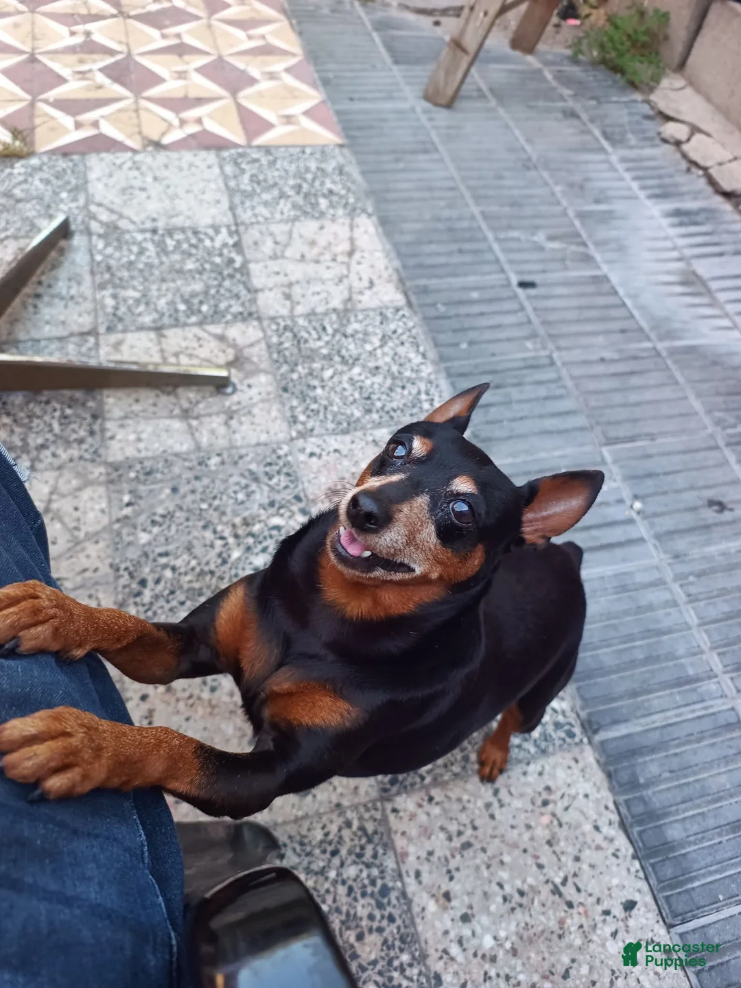 Miniature Pinscher dogs for sale: Miniature Pinscher Puppy 1 - Ad 2