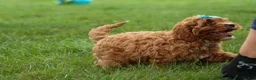 Cavapoo dogs for sale: Kody 🐶 - Ad 16