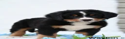 Bernese Mountain Dog dogs for sale: Waylon  - Ad 7