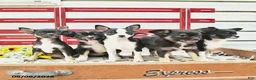 Chihuahua dogs for sale: Avia  - Ad 3
