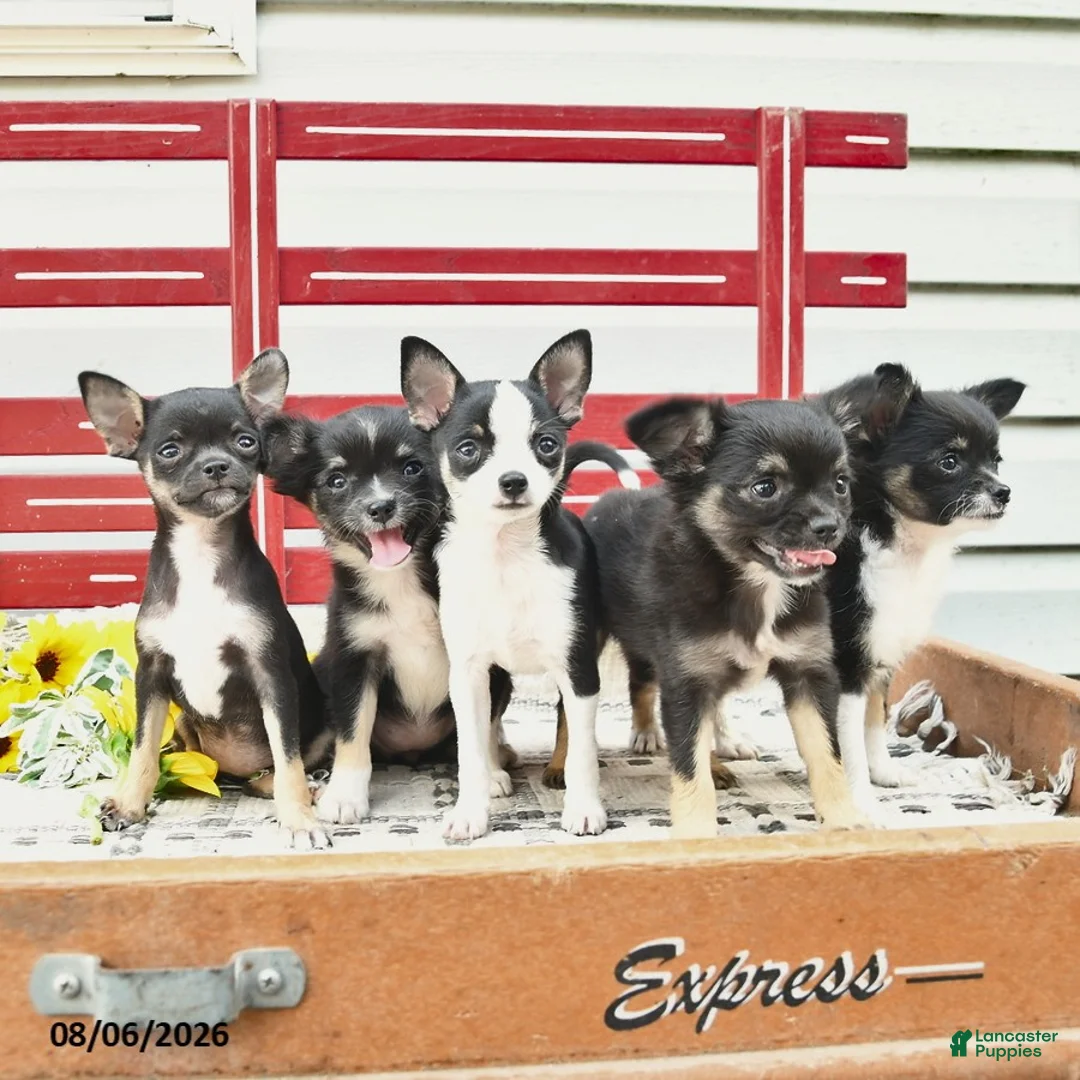 Chihuahua dogs for sale: Avia  - Ad 3