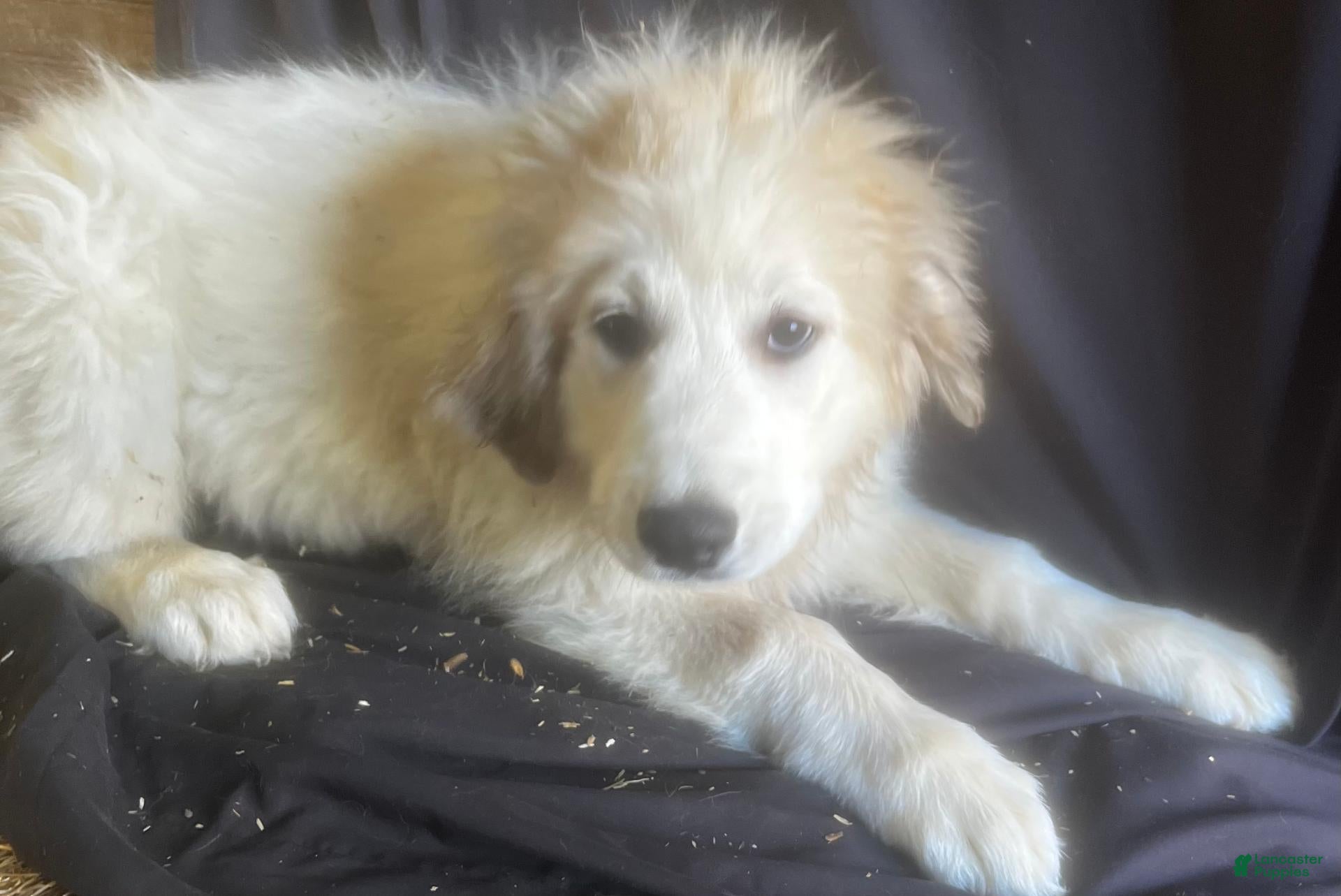 Great Pyrenees dogs for sale: Daisy - Ad 1