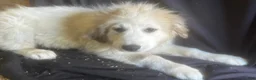 Great Pyrenees dogs for sale: Daisy - Ad 1