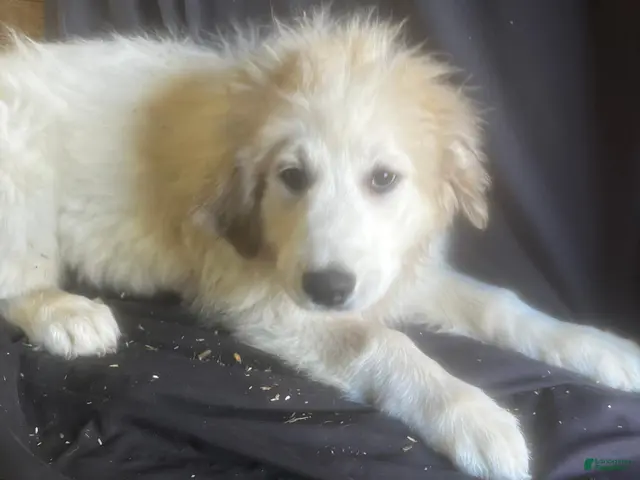 Great Pyrenees dogs for sale: Daisy - Ad 1