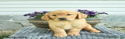 Golden Retriever dogs for sale: Trixie  - Ad 3