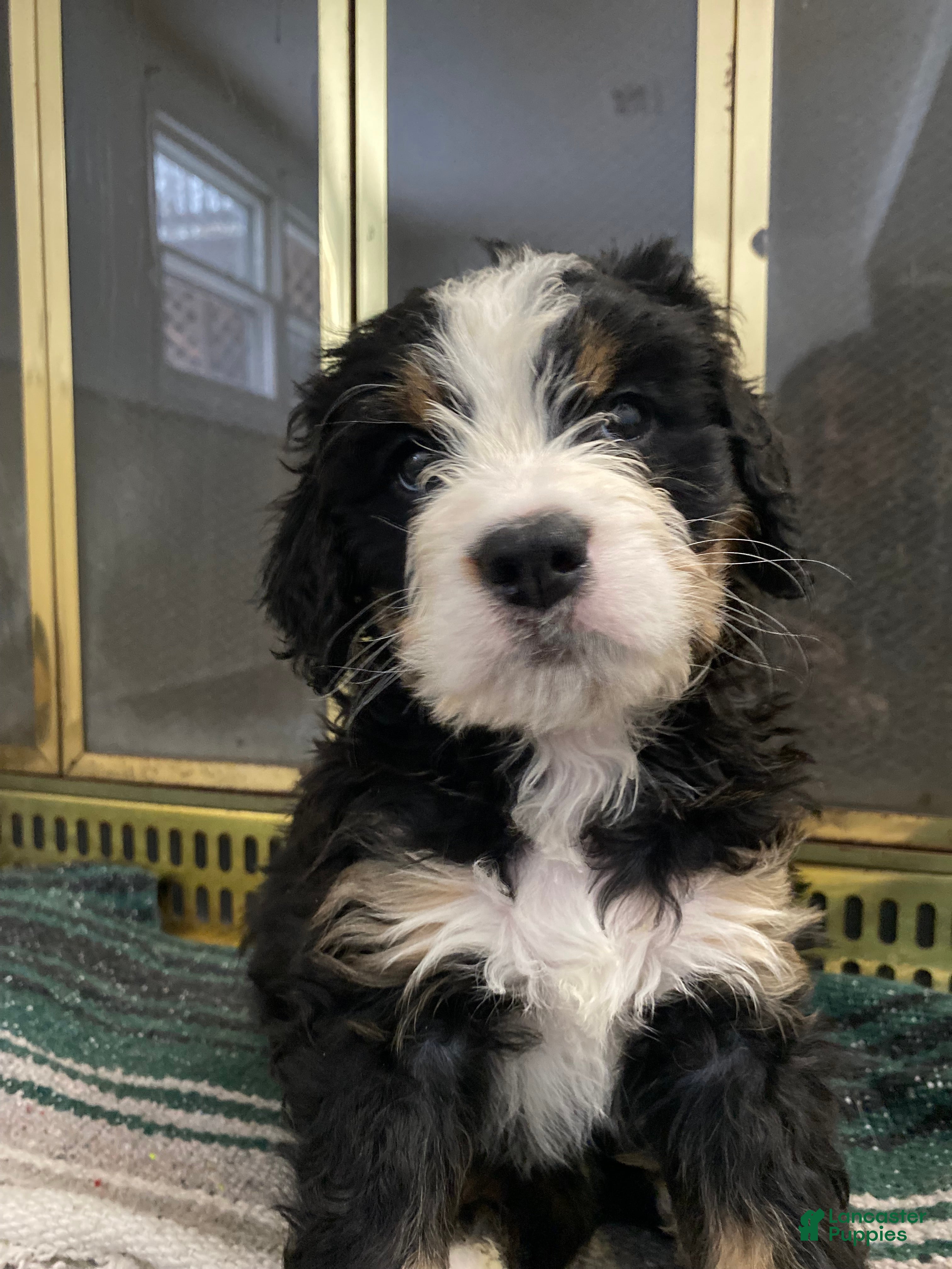 Bernedoodle dogs Skye 💖 13-16th -$200. - Ad 2