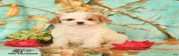 Maltipoo dogs for sale: Hannah - Ad 3