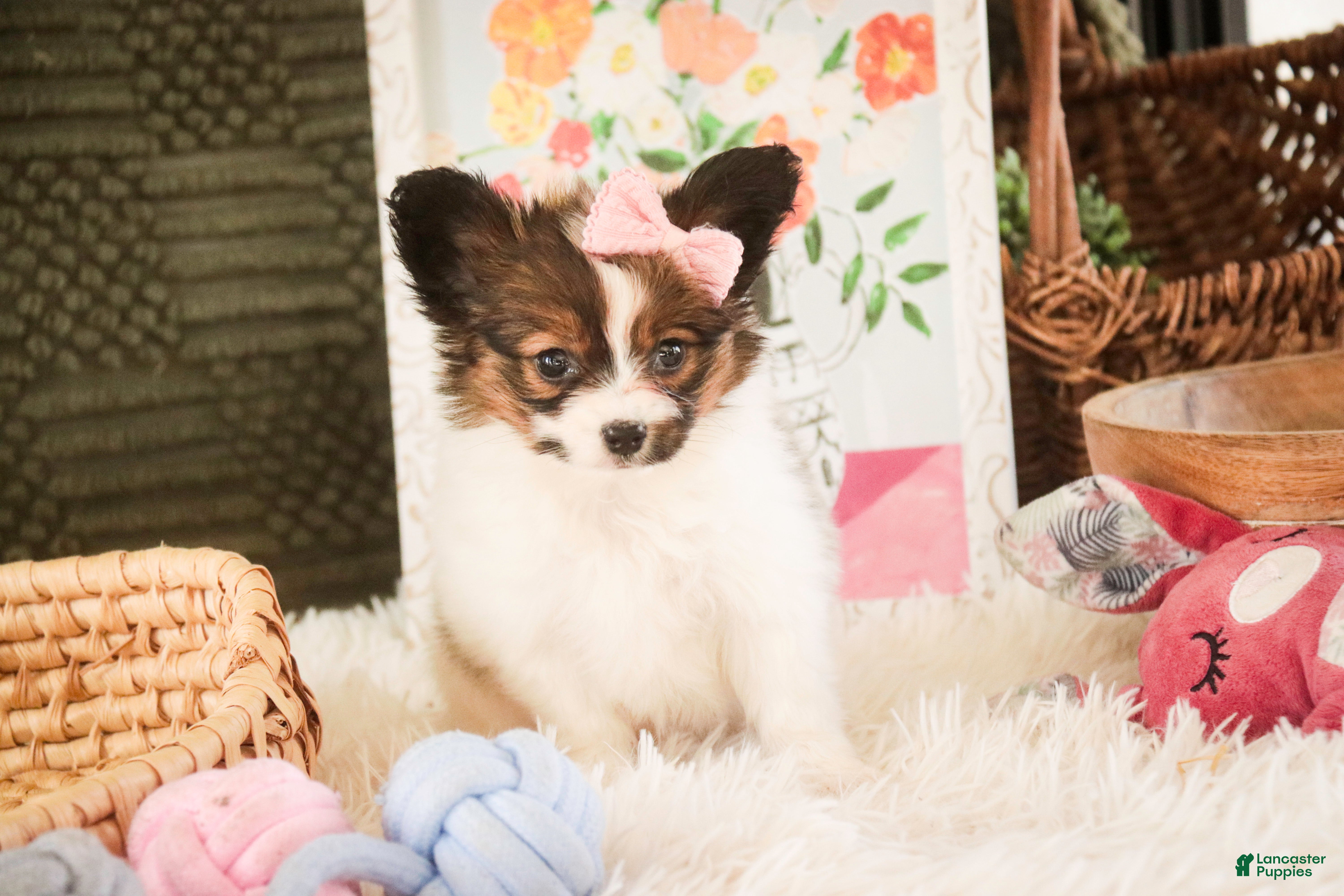 Papillon dogs Janie - Ad 1