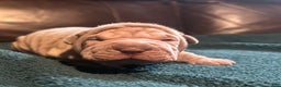 Shar Pei dogs for sale: Juliet - Ad 1