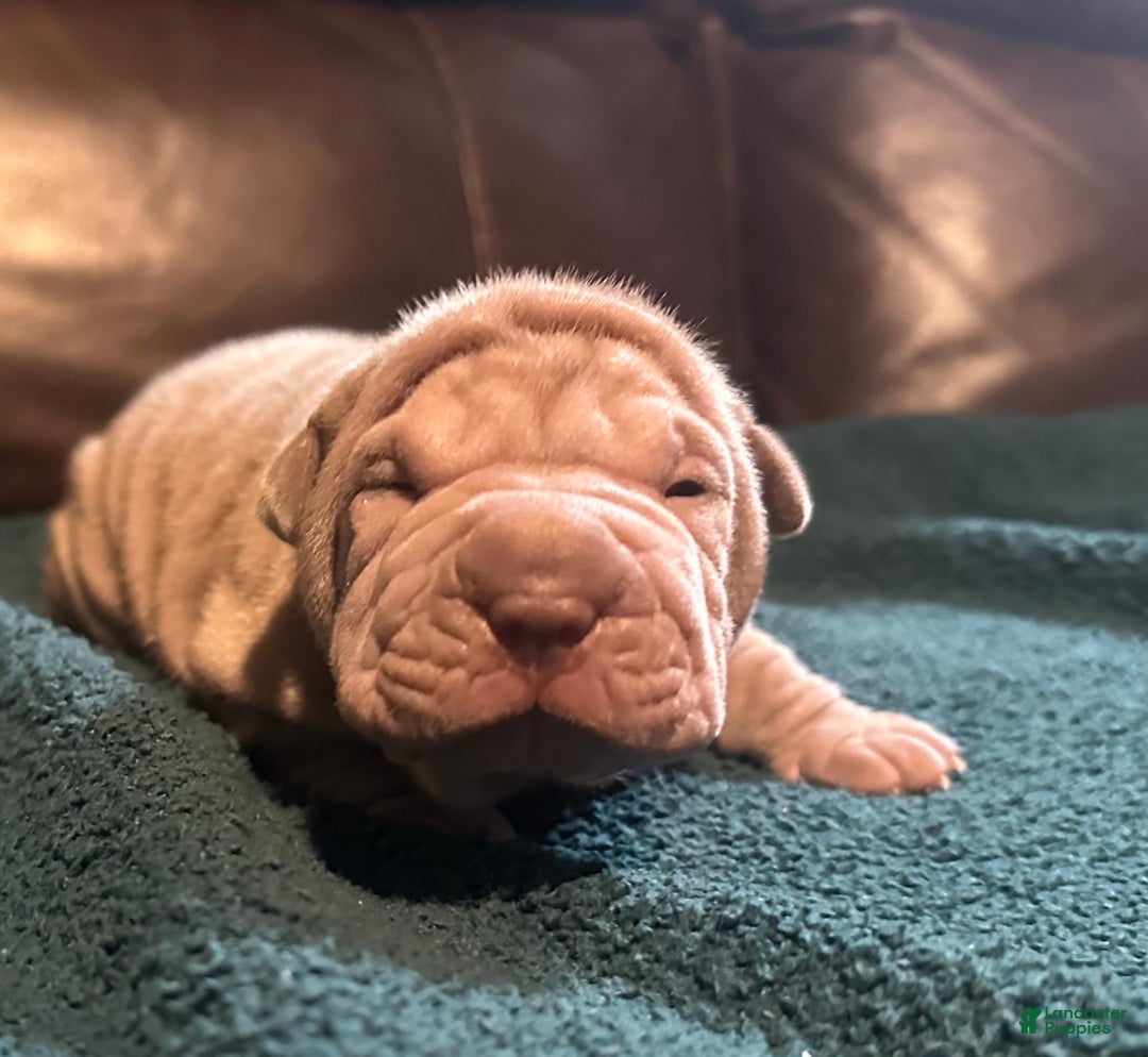 Shar Pei dogs for sale: Juliet - Ad 1
