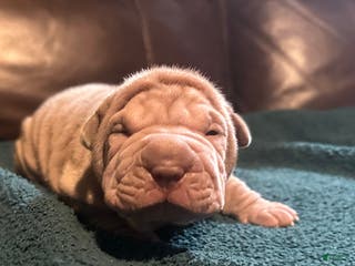 Shar Pei dogs Juliet - Ad 6