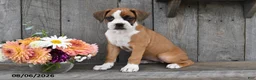 Boxer dogs for sale: Gracie - Ad 3