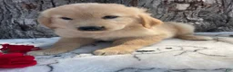 Mixed Breed dogs for sale: Twix - Ad 3