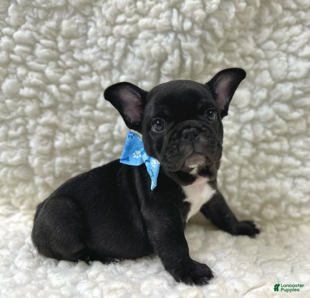 Mixed Breed dogs Bingo - Ad 1