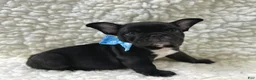 Mixed Breed dogs for sale: Bingo - Ad 1