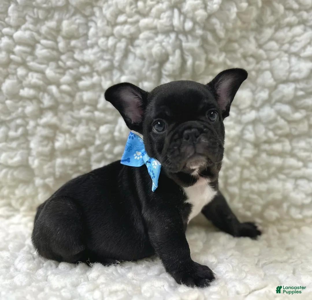 Mixed Breed dogs for sale: Bingo - Ad 1