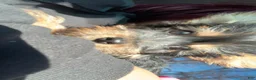 Silky Terrier dogs for sale: Silky Terrier Puppy 1 - Ad 3