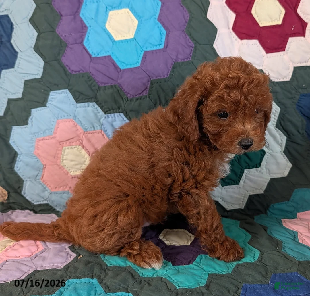 Mixed Breed dogs for sale: Freddie - Ad 2