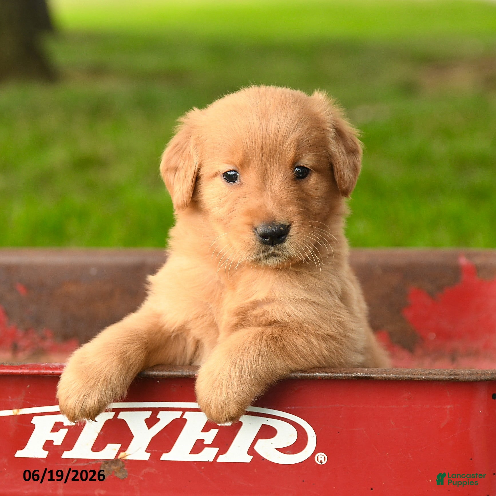 Golden Retriever dogs Chasity - Ad 7