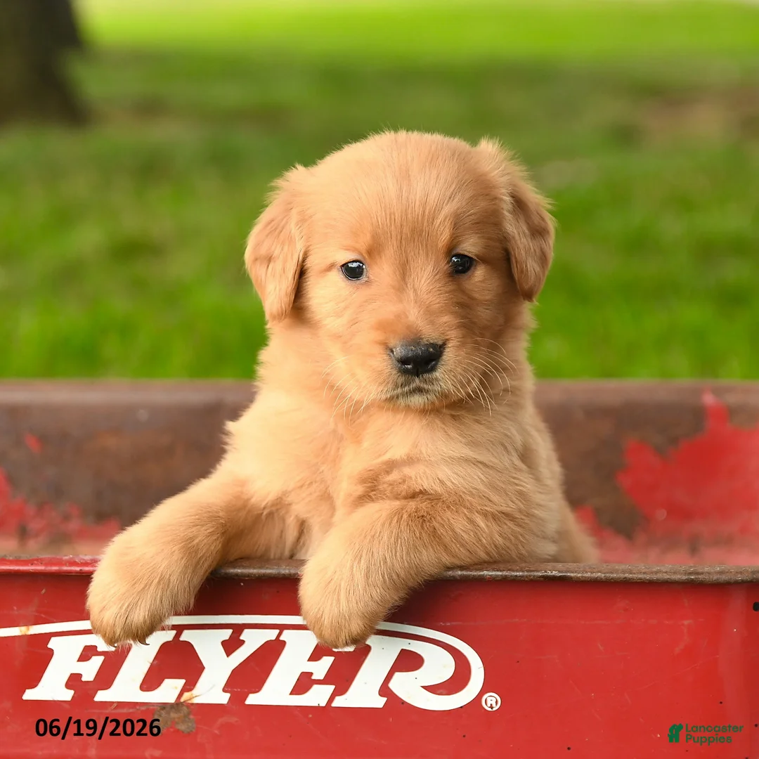 Golden Retriever dogs for sale: Chasity - Ad 1