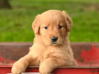 Golden Retriever dogs Chasity - Ad 7