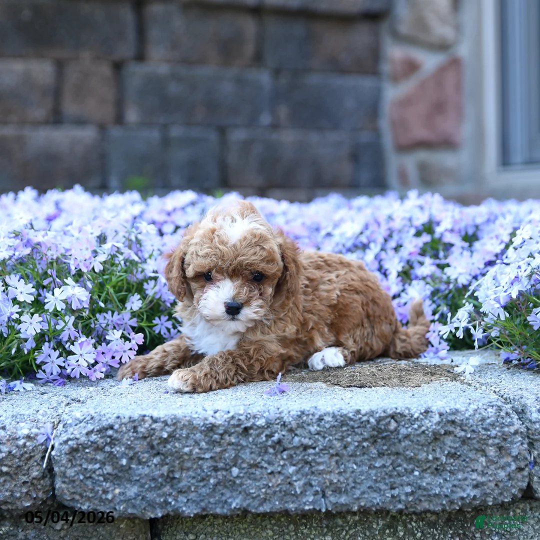 Toy Poodle dogs for sale: Oak - Ad 2