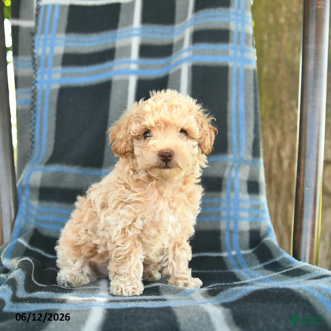 Bichpoo dogs for sale: Milo  - Ad 1